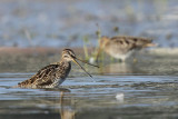 Common Snipe