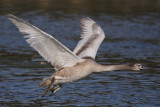 Mute Swan