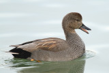 Gadwall, male