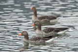 Greylag Geese