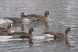 White-fronted Goose