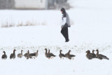 White-fronted Goose