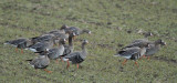 White-fronted Goose