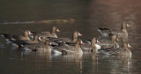 White-fronted Goose