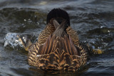 Eider Duck, female