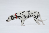 Dalmatian in the Snow