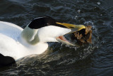 Eider Duck, male