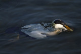 Eider Duck, male