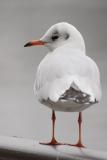 Black-headed gull