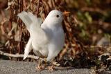 White Blackbird (leucistic)