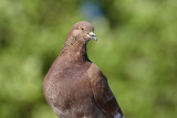 Feral Pigeon