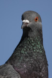 Feral Pigeon