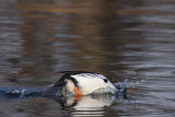 Goldeneye, male