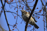 Mistle Thrush