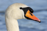 Mute Swan