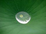 water lily cup