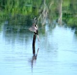 female anhinga