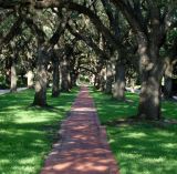 rice university walkway