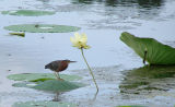 green heron