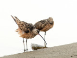 Curlew