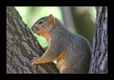 Squirrel in Tree