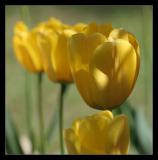 Tulips III