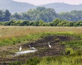 white-blue heron.jpg