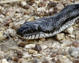 black rat snake.jpg