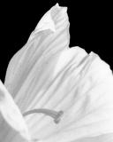 peace lily.jpg