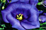big blue 8x12