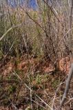 Vegetation nightmare ahead