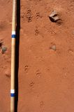 Tracks of the elusive Winter Camp Crocodile