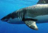  Great White Shark, Guadalupe Island