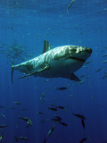  Great White Shark, Guadalupe Island