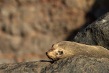  Guadalupe Fur Seal