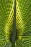 Palm