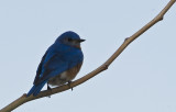 Bluebird