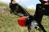 Fregate birds