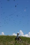 Fregate birds