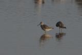 Short-billed Dowitcher