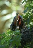 Green Herons nest