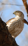 Cooper Hawk