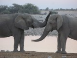 Etosha elephants in love