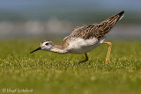 Wilsons Phalarope