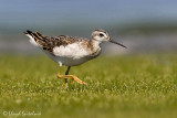 Wilsons Phalarope