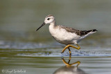 Wilsons Phalarope