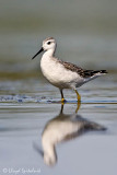 Wilsons Phalarope
