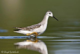 Wilsons Phalarope