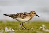 Bairds Sandpiper