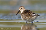 Western Sandpiper